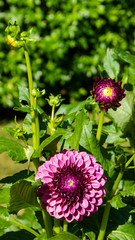 Parc Floral, Paris, France