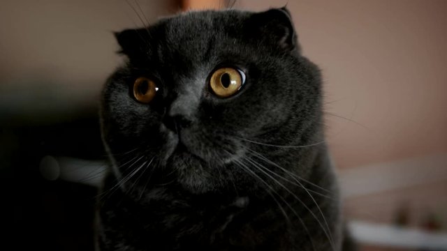 British Cat With Big Eyes