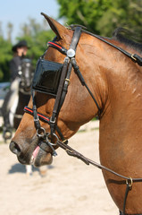 Saddlebred horse head with blinkers