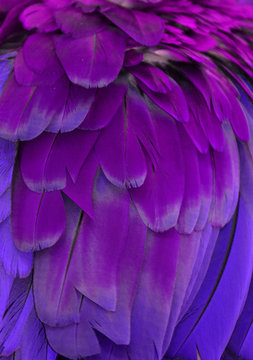 Purple and blue feathers of a macaw.