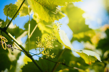 Stage of grape vine bloom - grape inflorescence with nearly 100% cap fall