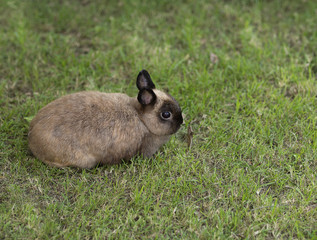 Netherlands dwarf rabbit brown color in garden