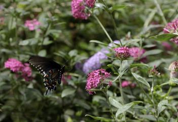 Black Swallowtail Butterfly