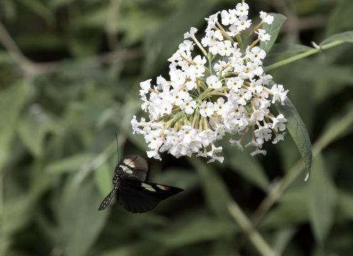 Cattleheart Butterfly