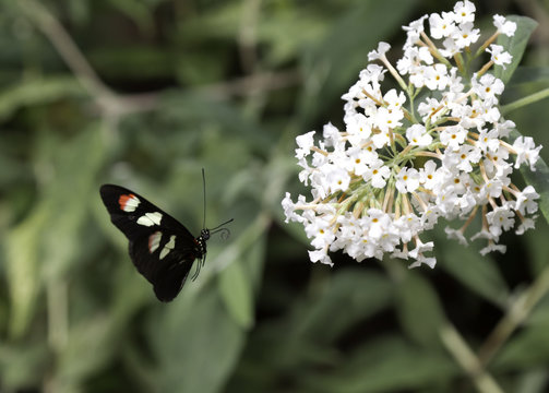 Cattleheart Butterfly