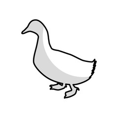 duck animal farm isolated icon vector illustration design