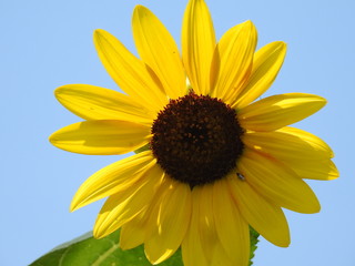 Naklejka premium Sunflower