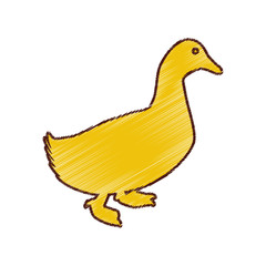 duck animal farm isolated icon vector illustration design