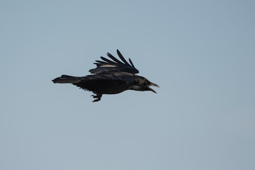 Carrion Crow, Crow, Corvus Corone