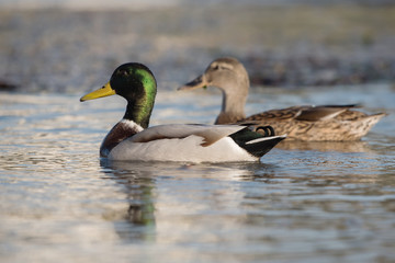 Mallard, Duck, Anas platyrhynchos