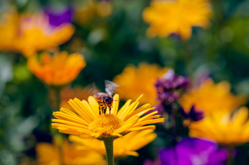 Hovering Honey Bee pollinating orange yellow daisies wildflowers in the summer time 