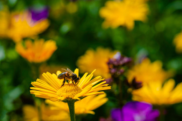 Honey Bee pollinating orange yellow daisies wildflowers in the summer time 