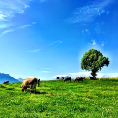 Cows grazing at the field in a sunny day