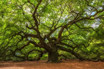 Foto op Canvas Angel Oak Tree in South Carolina © Michael