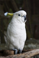 cockatoo