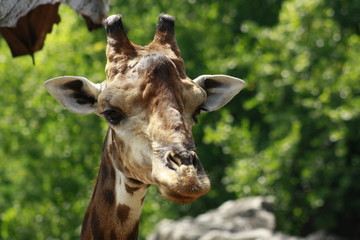 Fototapeta premium Giraffe Portrait