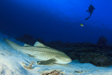 Fototapeta premium Scuba divers and Zebra Shark (Leopard Shark)