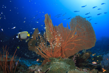 Coral reef and fish underwater