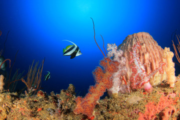 Coral reef and fish underwater