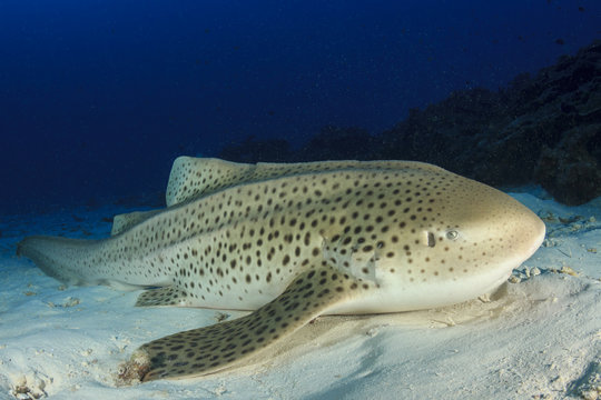 Zebra Shark (Leopard Shark)
