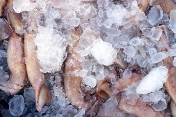 fresh squid on a market stall. over light