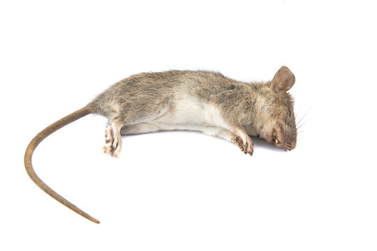Dead rat (Mouse), on white background