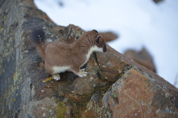 A curious ermine on top of the mountain pass.