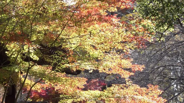 4K・黄色から朱色に変化するもみじ・上パン_04-280