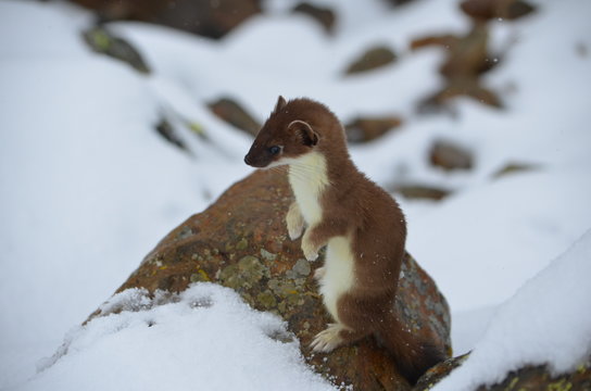 A Curious Ermine On Top Of The Mountain Pass.