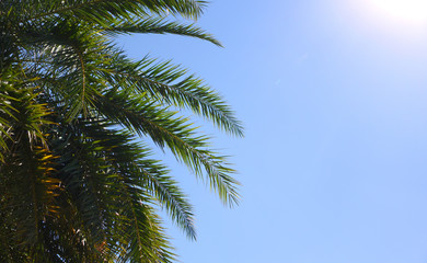 Naklejka na ściany i meble Palm leaves against a blue sky