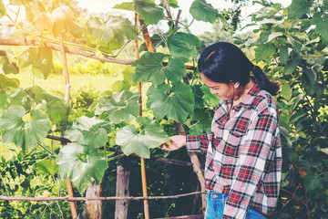 pretty woman gather vegetables of Pumpkin flowers at countryside garden
