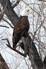 Bald eagle with beak open