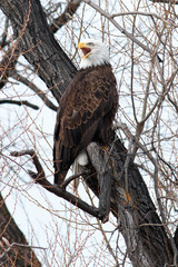 Bald eagle with beak open