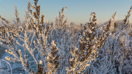 Gräser im Winter in frostigem Weiß mit Eiskristallen vor blauem Himmel