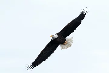 Muurstickers Bald eagle soaring © davidhoffmann.com