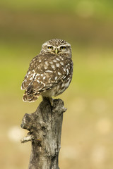 little owl