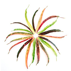 topical exotic colored leaf on white background. flat lay, top view