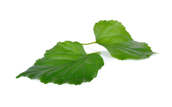 fresh mulberry leaves on white background