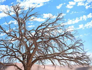 dry tree