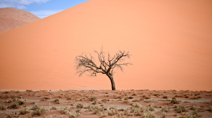 Fototapeta na wymiar dry tree against dune