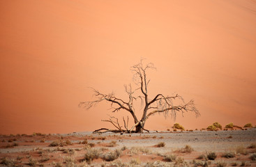 dry tree against dune
