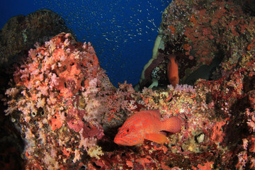Coral reef and fish underwater in ocean