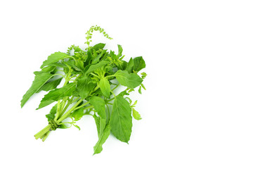 Holy Basil,Ocimum sanctum isolate on white