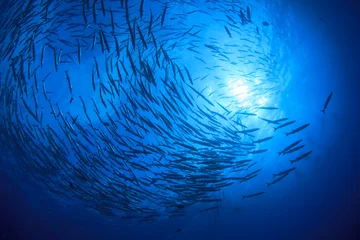 Cercles muraux Plonger Plongée sous-marine avec des poissons. École de Barracuda dans l& 39 océan