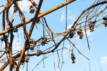 bunch of grapes dry in the vineyard in autumn