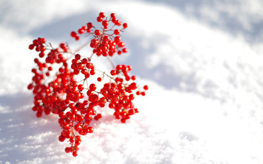 Red berries on the snow on a cold winter day