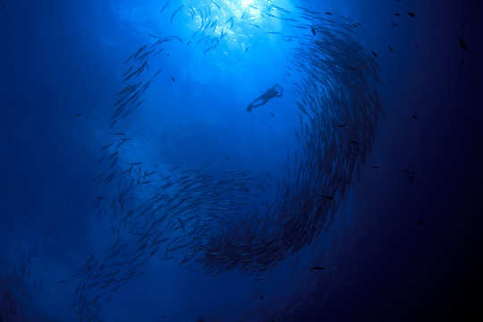 Scuba diving with barracuda fish