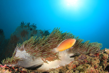 Fototapeta na wymiar Clownfish anemonefish clown fish