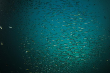 Fish school in ocean