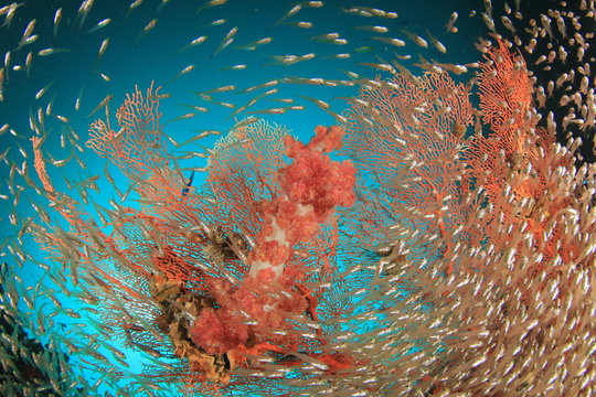 Fototapeta Rafa koralowa i ryby